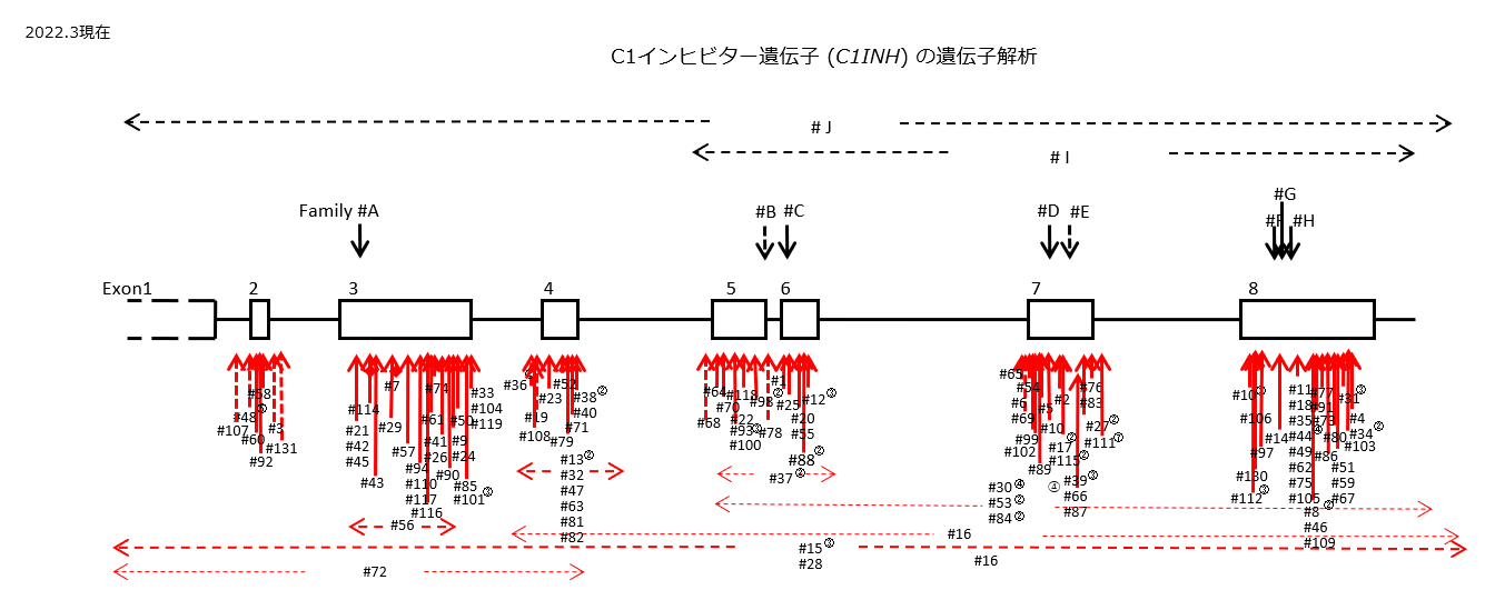 本邦HAEにおけるC1インヒビター遺伝子 (C1INH) の変異部位